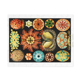 Ernst Haeckel Ascidiae Jigsaw Puzzle - USA Supplied