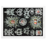 Ernst Haeckel Jigsaw Puzzle - USA Supplied