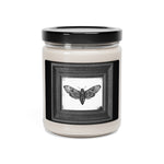 Framed Death's-head hawkmoth Scented Soy Candle - USA Supplied