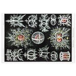 Ernst Haeckel Jigsaw Puzzle - USA Supplied