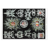 Ernst Haeckel Jigsaw Puzzle - USA Supplied