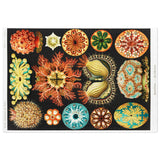 Ernst Haeckel Ascidiae Jigsaw Puzzle - USA Supplied