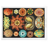 Ernst Haeckel Ascidiae Jigsaw Puzzle - USA Supplied