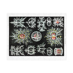 Ernst Haeckel Jigsaw Puzzle - USA Supplied